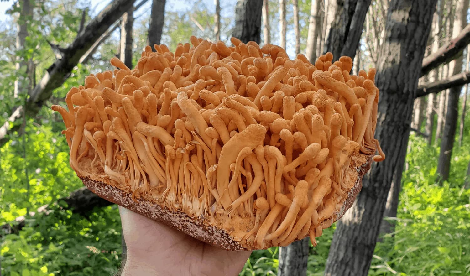 Cordyceps mushrooms