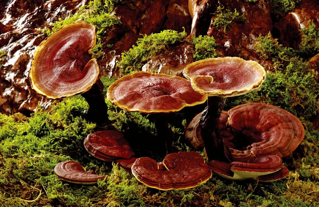 Reishi mushrooms