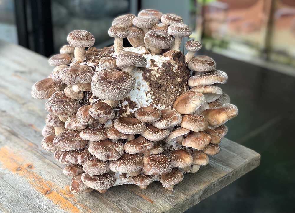 Shiitake mushrooms